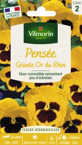 Pensée Géante Or du Rhin